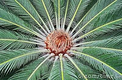 Sago Palm Stock Photo