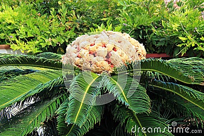 Sago Palm, Cycadaceae Stock Photo