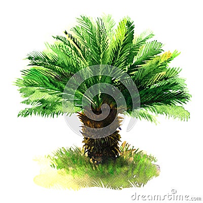 Sago palm tree with green grass, tropical sago cycad, japanese or king sago, isolated, hand drawn watercolor Cartoon Illustration