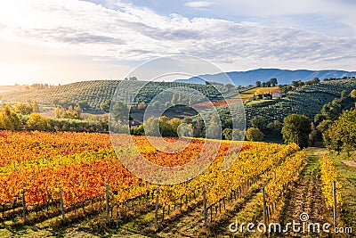 Sagrantino di Montefalco Vineyards in autumn, Umbria, Italy Stock Photo