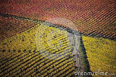 Sagrantino di Montefalco Vineyards in autumn, Umbria, Italy Stock Photo