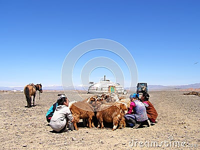 SAGSAY, MONGOLIA - MAY 25, 2012: Mongolian women organize the Morning milking their of goats near a yurt in the steppe. Nomadic Editorial Stock Photo
