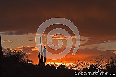 Saguaro Stock Photo