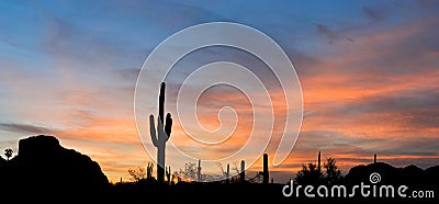 Saguaro Stock Photo