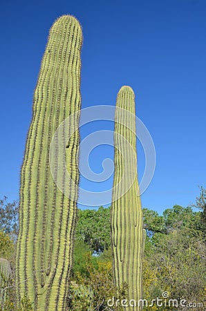 The saguaro is an arborescent tree-like cactus Stock Photo