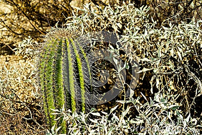 Saguaro barrel cactus with native plants in the sabino national park in the hills and cliffs of tuscon arizona in sunlight Stock Photo