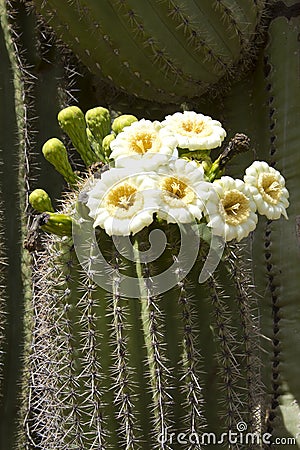 Saguaro Blooming Stock Photo