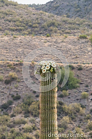 Saguaro Blooming in Spring Stock Photo