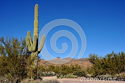 Saguaro Cactus Stock Photo