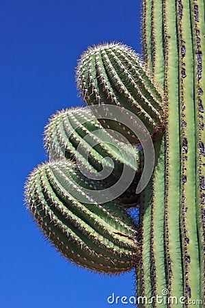 Saguaro Cactus Stock Photo