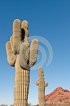 Saguaro Cactus Stock Photo