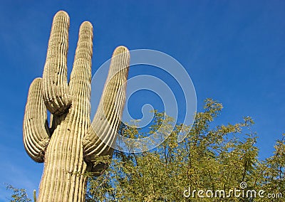 Saguaro Cactus against a Bright Blue Sky Stock Photo