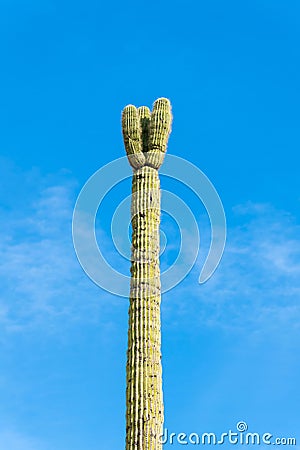 Saguaro cactus on blue and white sky background in bright sunlight in afternoon sun with visible spikes in afternoon sun Stock Photo