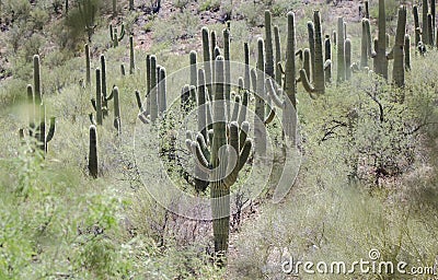 Saguaro Cactus desert mountains, Colossal Cave Mountain Park, Arizona