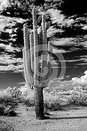 Saguaro Cactus cereus giganteus Stock Photo