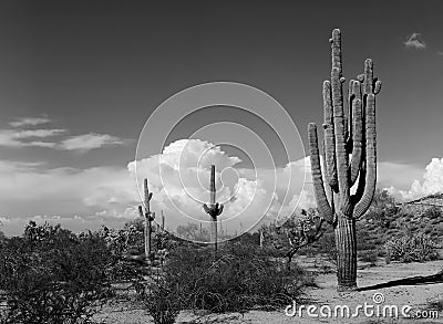 Saguaro Cactus cereus giganteus Stock Photo