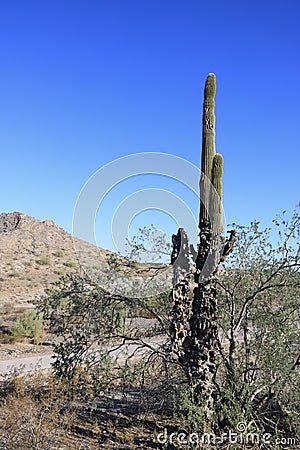 Saguaro Cactus with Damaged Trunk in Dreamy Draw Desert Preserve, Phoenix, AZ Stock Photo