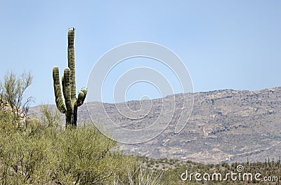 Saguaro Cactus desert mountains, Colossal Cave Mountain Park, Arizona