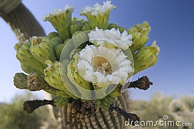 Saguaro Cactus Flower Stock Photo