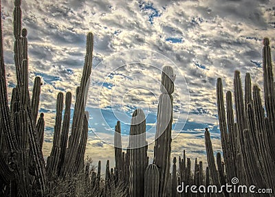 Saguaro Cactus Forest w/ Gila Woodpecker @ Nest Stock Photo