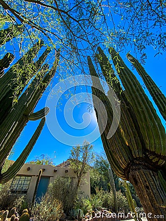 Saguaro cactus frame adobe house Stock Photo