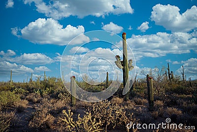 Saguaro cactus near Tuscon Arizona during the day Stock Photo