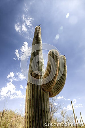 Saguaro Cactus in the Sonoran Desert Stock Photo