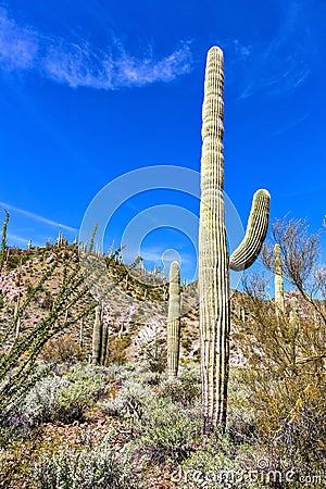 Saguaro Cactus standing tall in the Arizona desert near Phoenix, Arizona Stock Photo