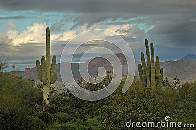 Saguaro Cactus and Superstition Mountains 2 Stock Photo