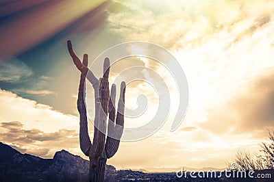 Saguaro Cactus tree - Camelback Mountain, Phoenix,AZ Stock Photo