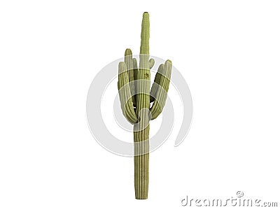 Saguaro_(Carnegiea_gigantea) Stock Photo