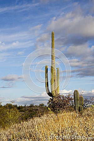 Saguaro, cholla cactus, and blue skies in Tucson Stock Photo