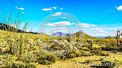 Saguaro, Cholla and other Cacti in the semidesert landscape around Usery Mountain and Superstition Mountain in the background Stock Photo