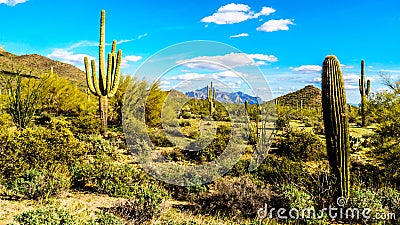Saguaro, Cholla and other Cacti in the semidesert landscape around Usery Mountain and Superstition Mountain in the background Stock Photo