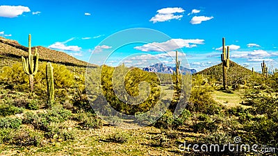 Saguaro, Chollaand other Cacti in the semidesert landscape around Usery Mountain and Superstition Mountain in the background Stock Photo