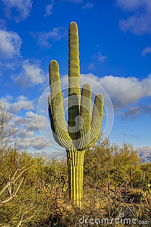 Saguaro Stock Photo