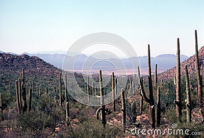 Saguaro national park Stock Photo