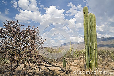 Saguaro National Park Stock Photo