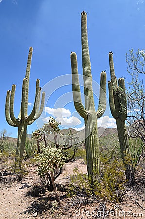 Saguaro National Park, Arizona, USA Stock Photo