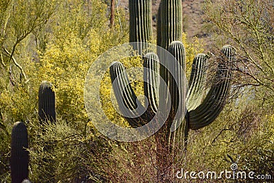 Saguaro and Palo Verde Stock Photo