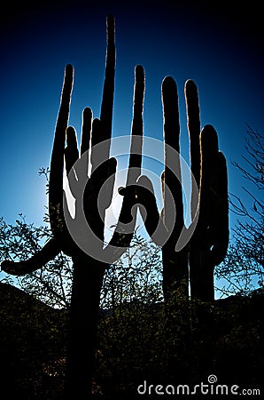 Saguaro Silhouette Stock Photo