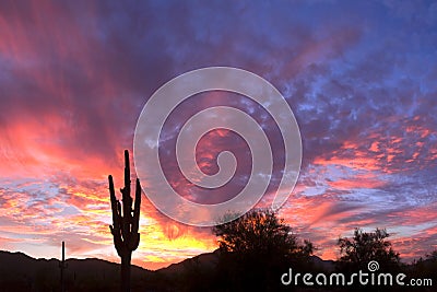 Saguaro Silhouette Stock Photo