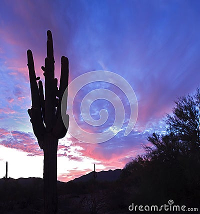 Saguaro Silhouette Stock Photo