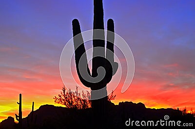 Saguaro Silhouette Stock Photo