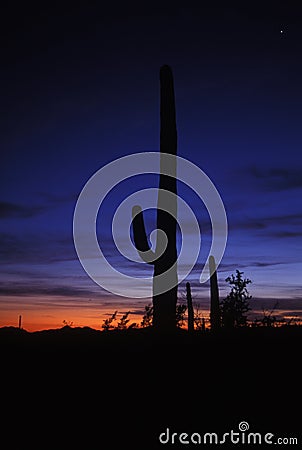Saguaro silhouette Stock Photo