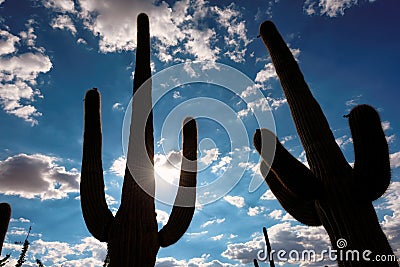 Saguaro silhouette on the Sonoran desert in Arizona Stock Photo