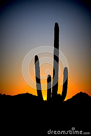 Saguaro silhouette at sunset Stock Photo