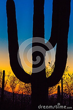 Saguaro Silhouette Stock Photo