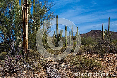 Saguaro Skeleton Stock Photo