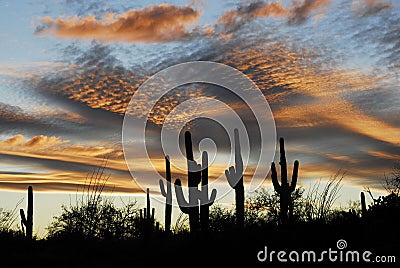 Saguaro Sunset Stock Photo